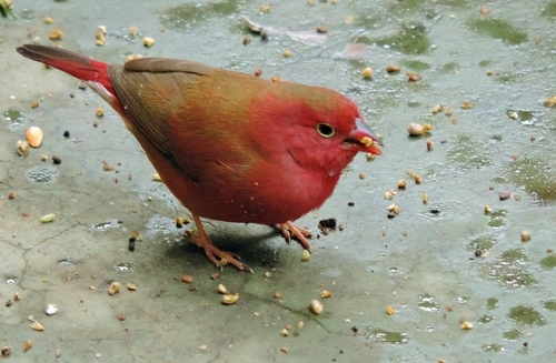 Red-billed Firefinch