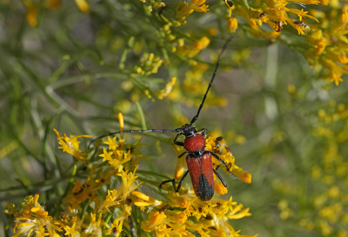 Red and Black Long-horned Beetle