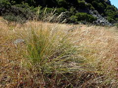 Chionochloa rigida rigida