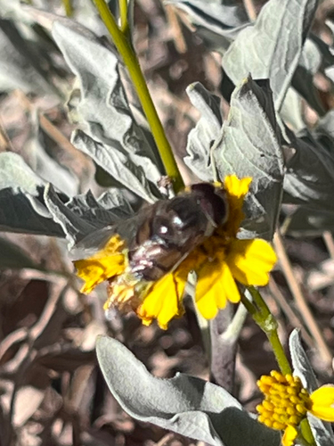 Unknown species found near SR-85, Gila Bend, AZ, US