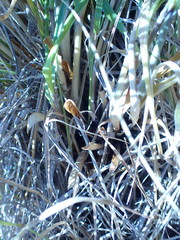 Chionochloa rigida rigida