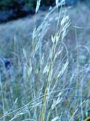 Chionochloa rigida rigida