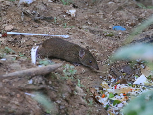 Hylomys peguensis
