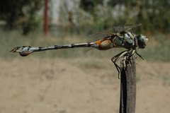 Lindenia tetraphylla