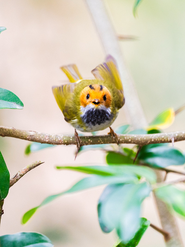 Rufous-faced Warbler