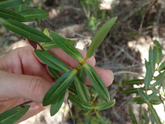 Veronica ligustrifolia