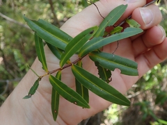 Veronica ligustrifolia