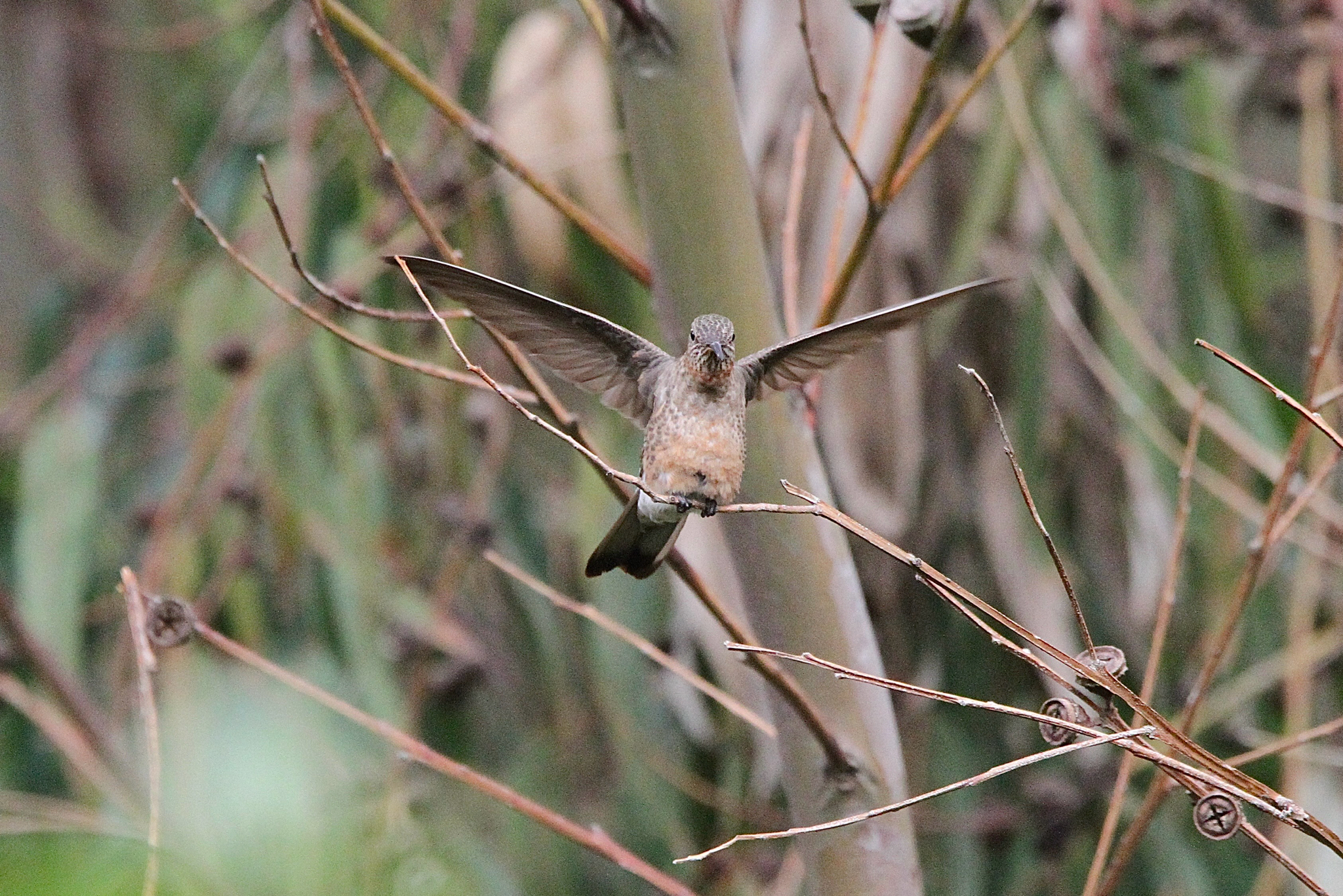 Giant Hummingbird (Patagona gigas), photo 3