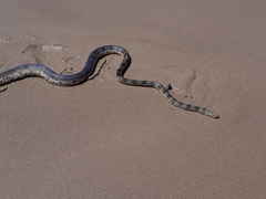 Hydrophis elegans