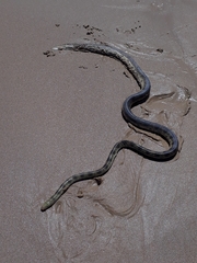 Hydrophis elegans