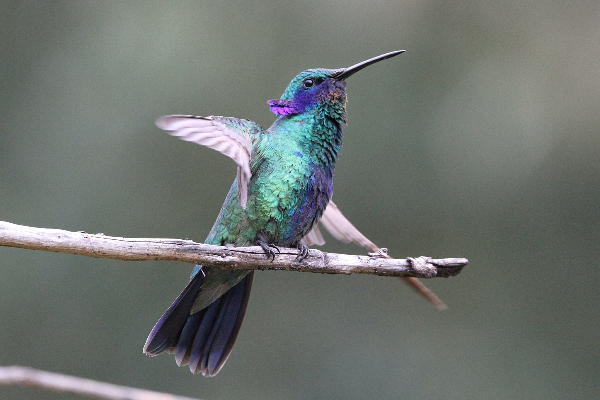Sparkling Violetear (Colibri coruscans), photo 7