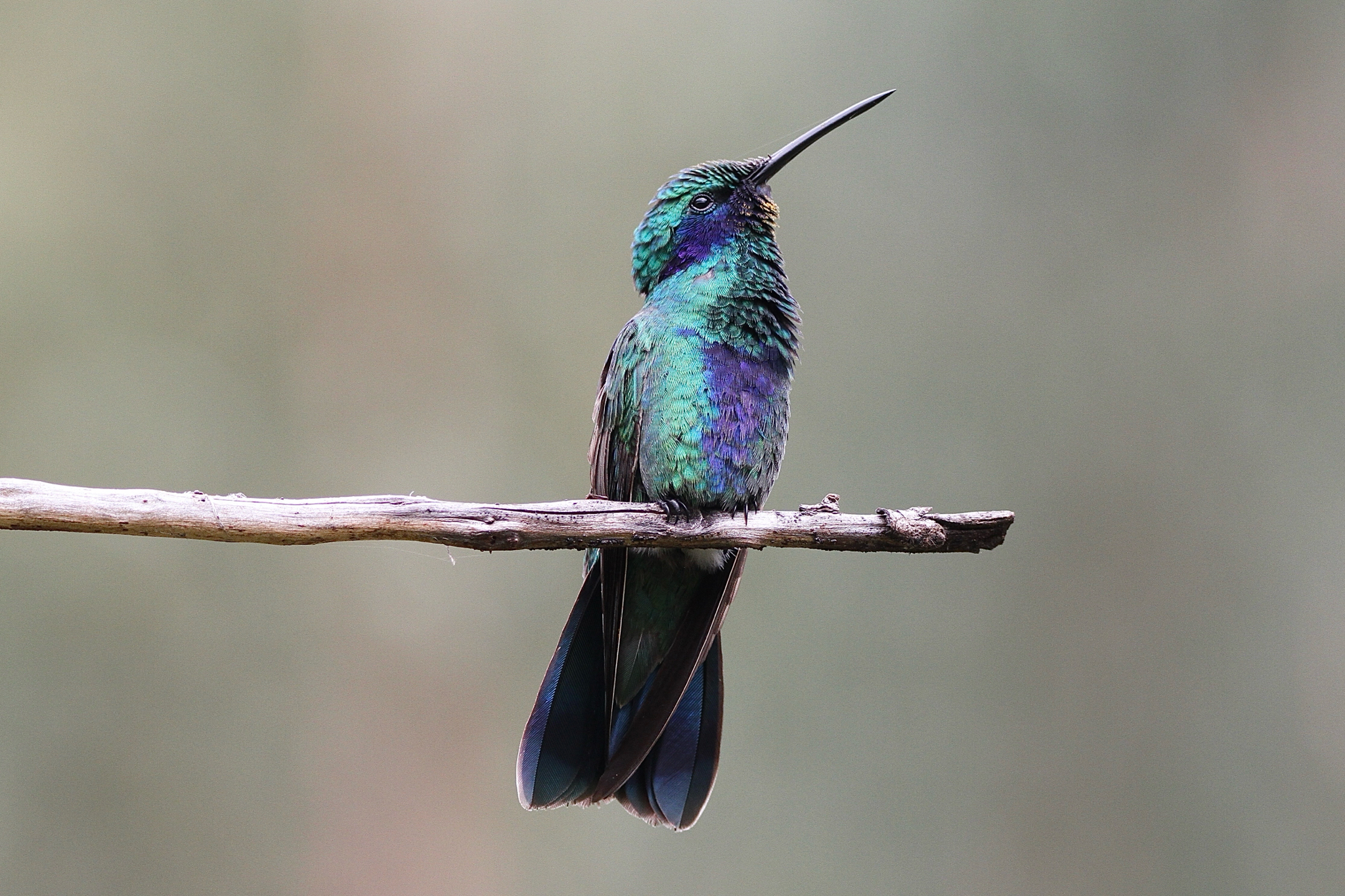 Sparkling Violetear (Colibri coruscans), photo 9