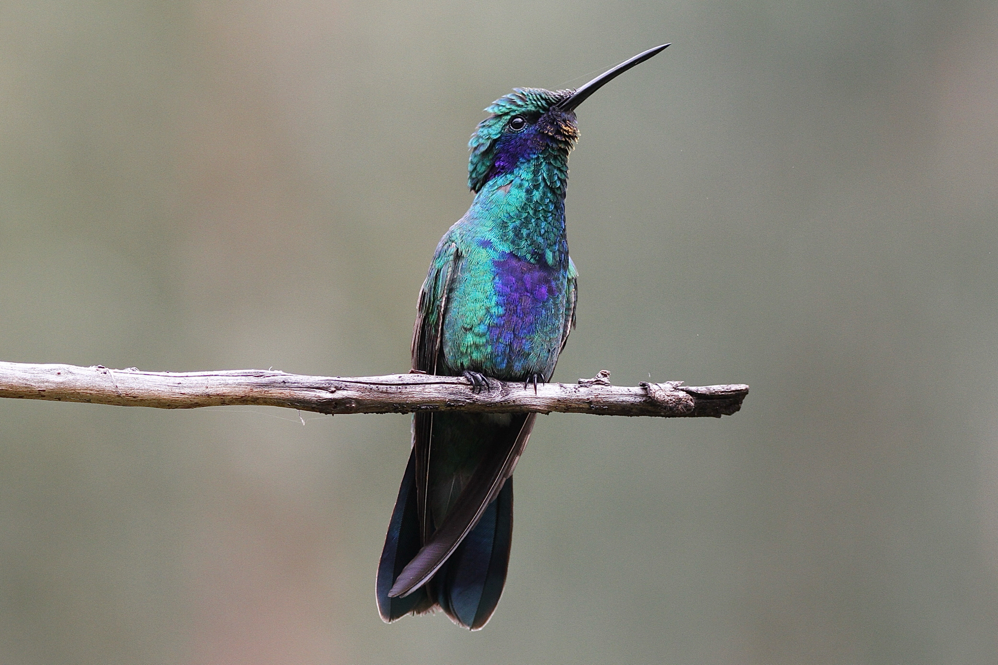 Sparkling Violetear (Colibri coruscans), photo 8