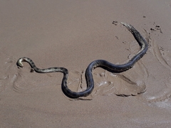 Hydrophis elegans