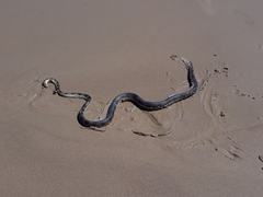 Hydrophis elegans