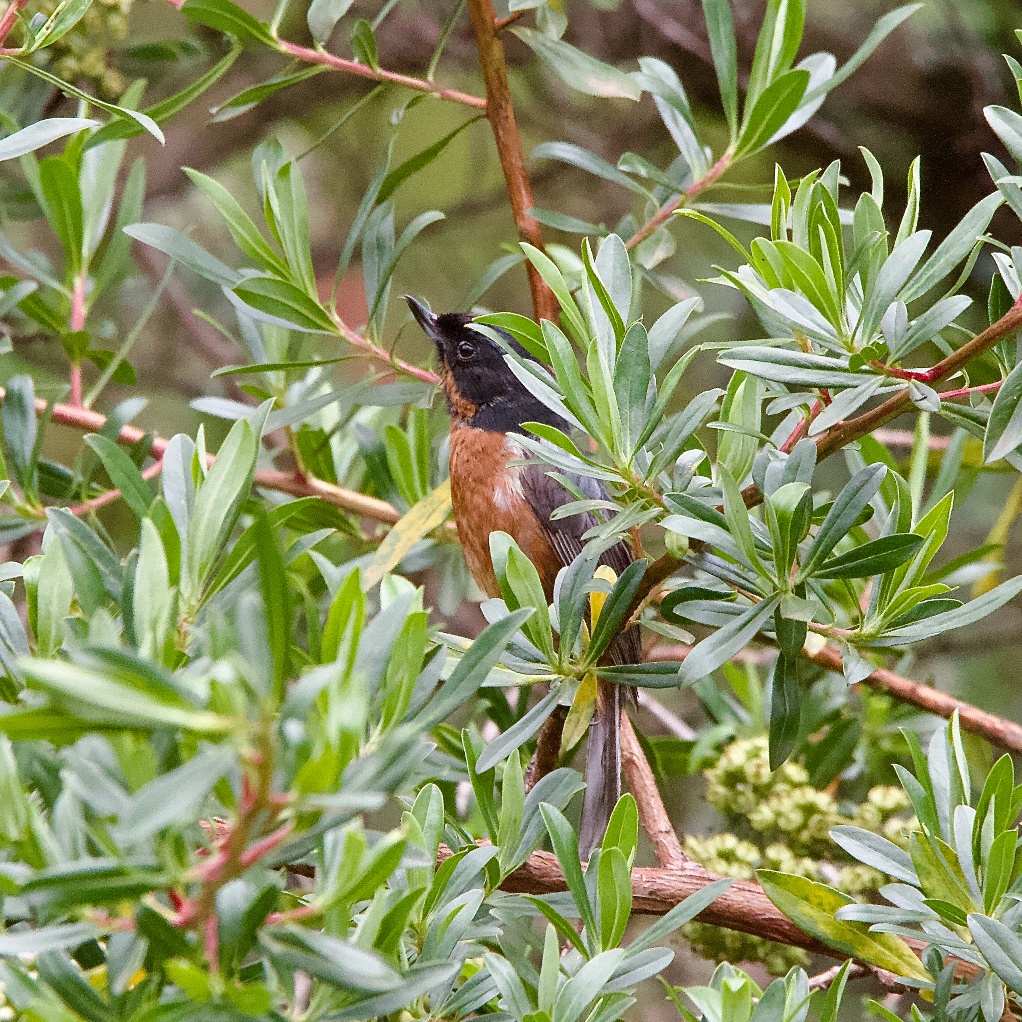Black-throated Flowerpiercer (Diglossa brunneiventris), photo 1
