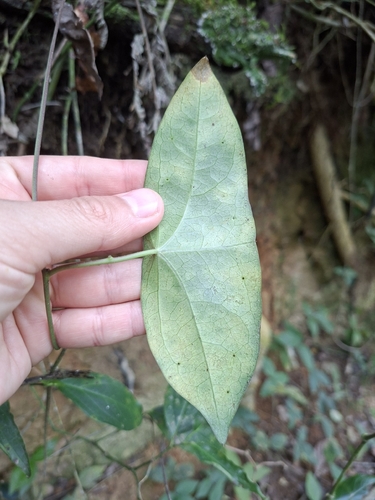 Bat-leaf passionflower (Passiflora coriacea)