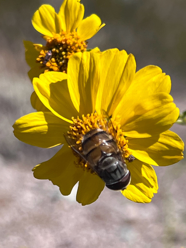 Unknown species found near Ajo, AZ, US