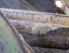 Marasmiellus bonii