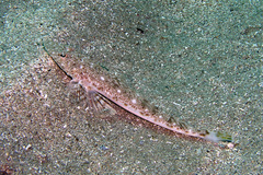 Platycephalus grandispinis