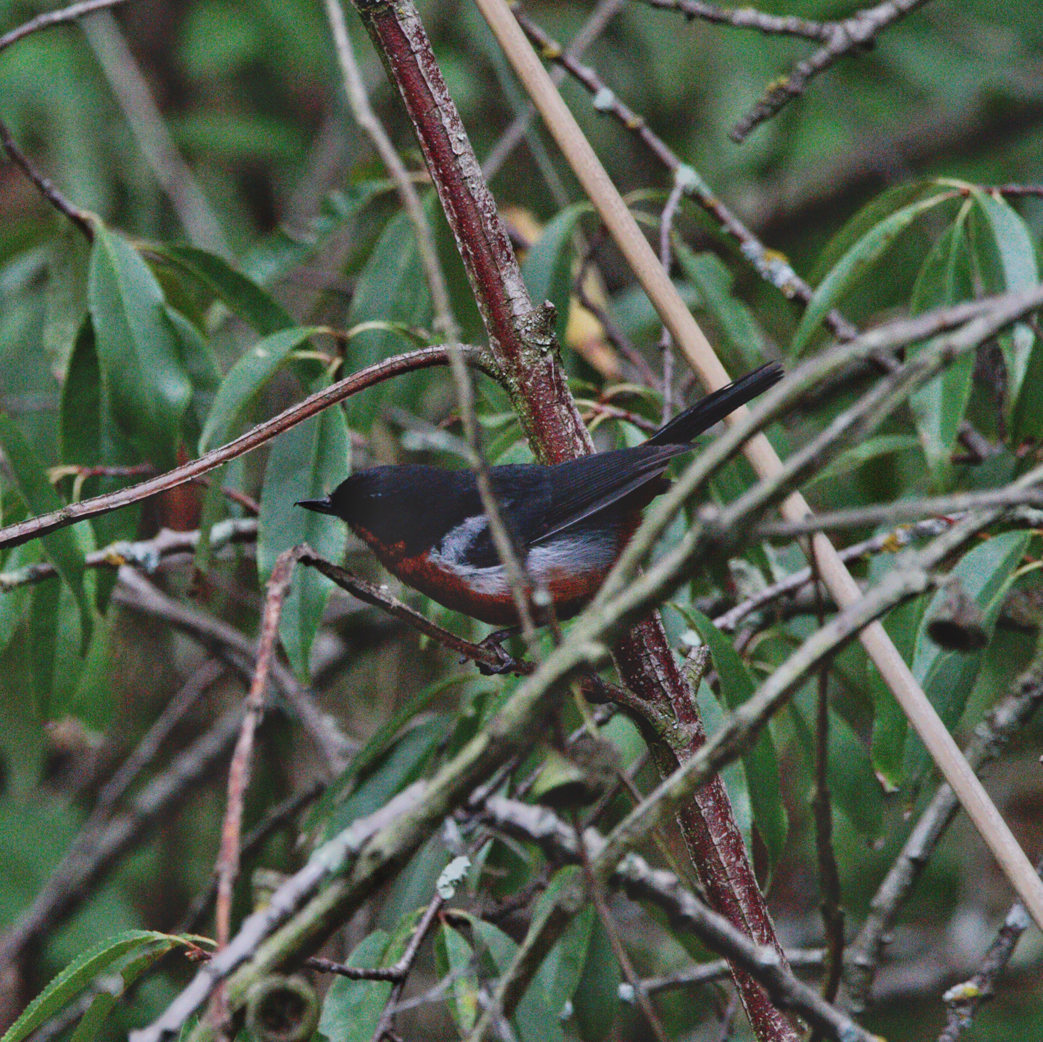 Black-throated Flowerpiercer (Diglossa brunneiventris), photo 2