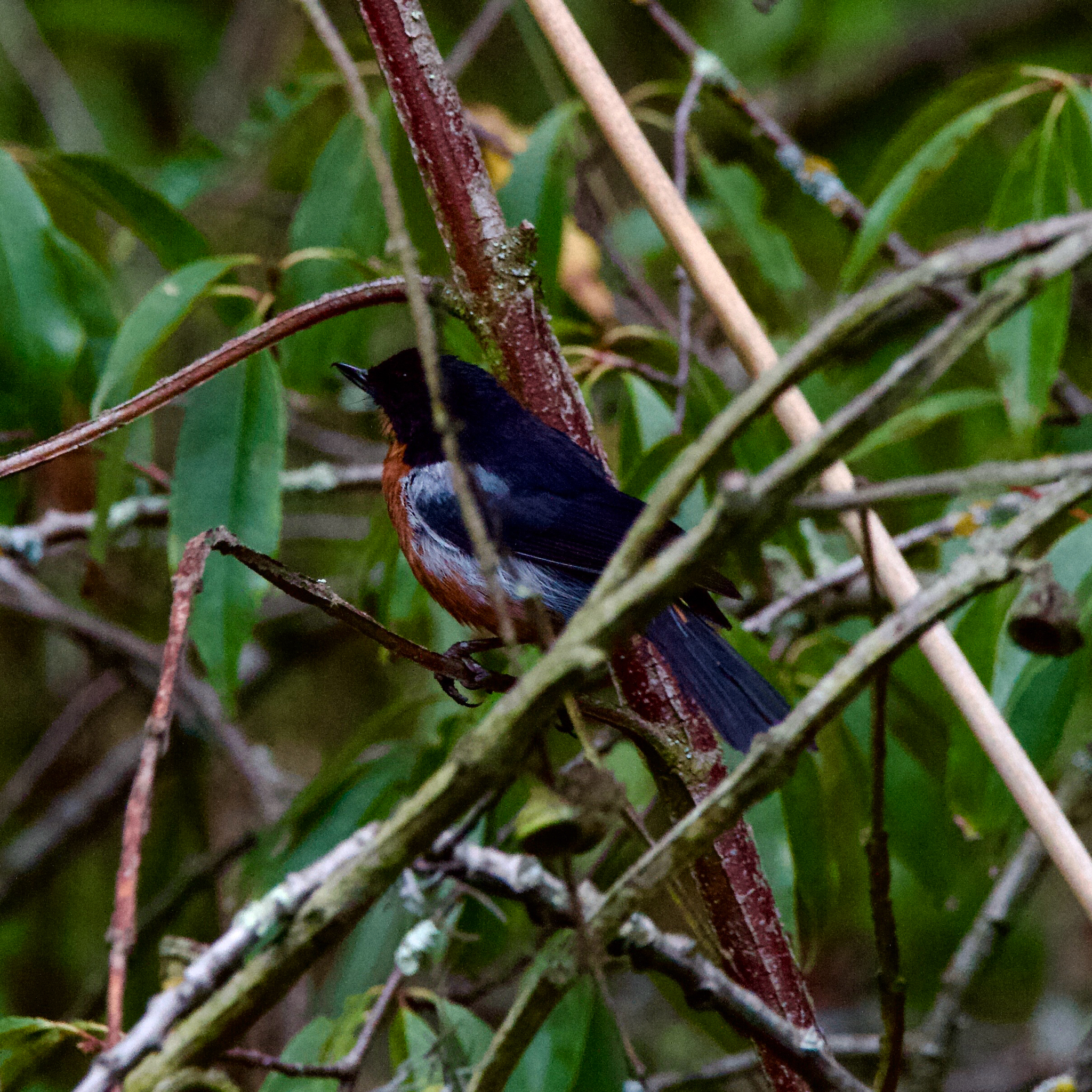 Black-throated Flowerpiercer (Diglossa brunneiventris), photo 8