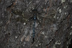 Aeshna caerulea