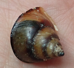 Conulinus
