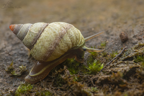 Omphalotropis observed 2026-01-04