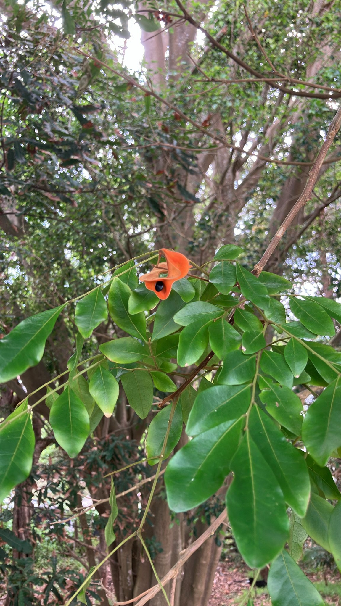 Imagem de Pararchidendron pruinosum