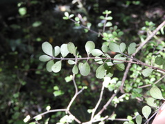 Coprosma pedicellata