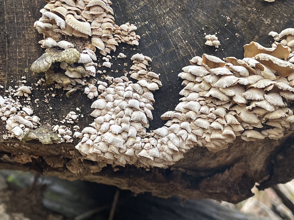Panellus stipticus · February 2026 · photo: © peterboyer (iNaturalist, cc-by)