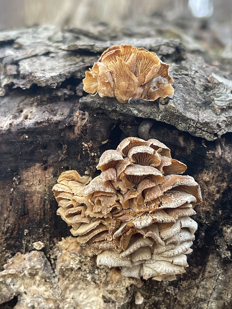 Panellus stipticus · February 2026 · photo: © peterboyer (iNaturalist, cc-by)