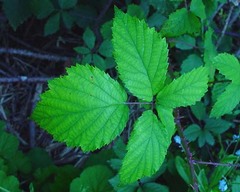 Rubus echinatus