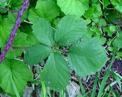 Rubus echinatus