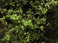 Coprosma pedicellata