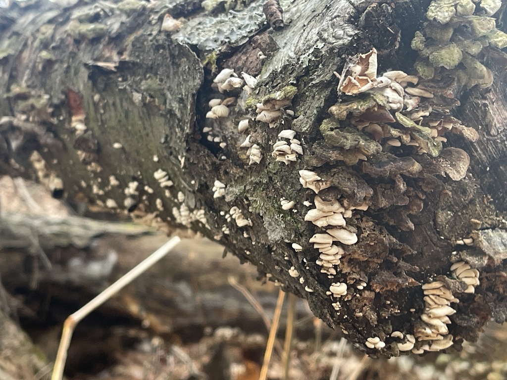 Panellus stipticus