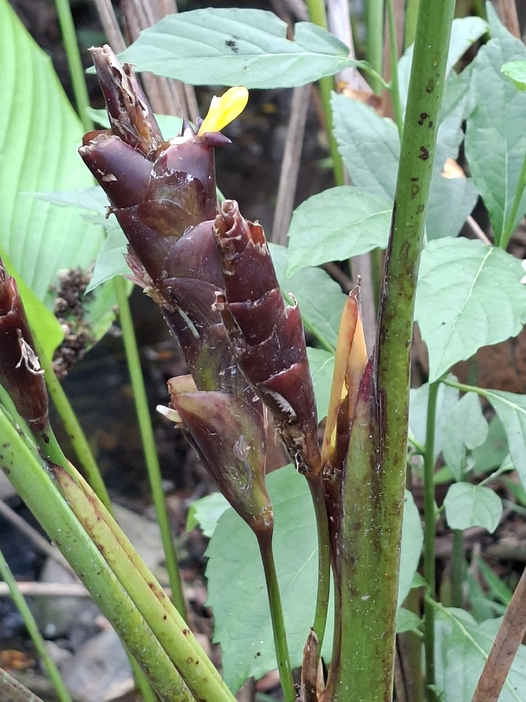 Dong lá bạc – Calathea lutea