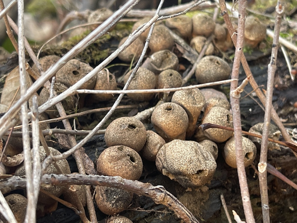 Apioperdon pyriforme · February 2026 · photo: © peterboyer (iNaturalist, cc-by)