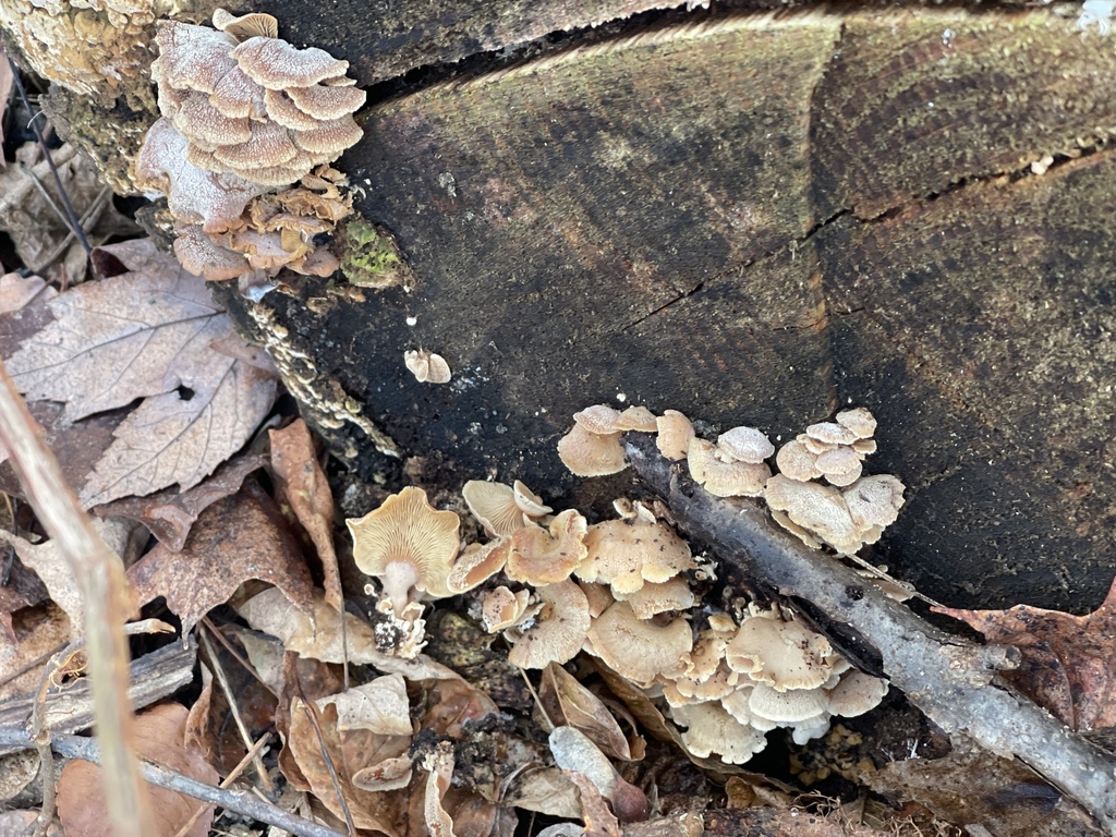 Panellus stipticus · February 2026 · photo: © peterboyer (iNaturalist, cc-by)