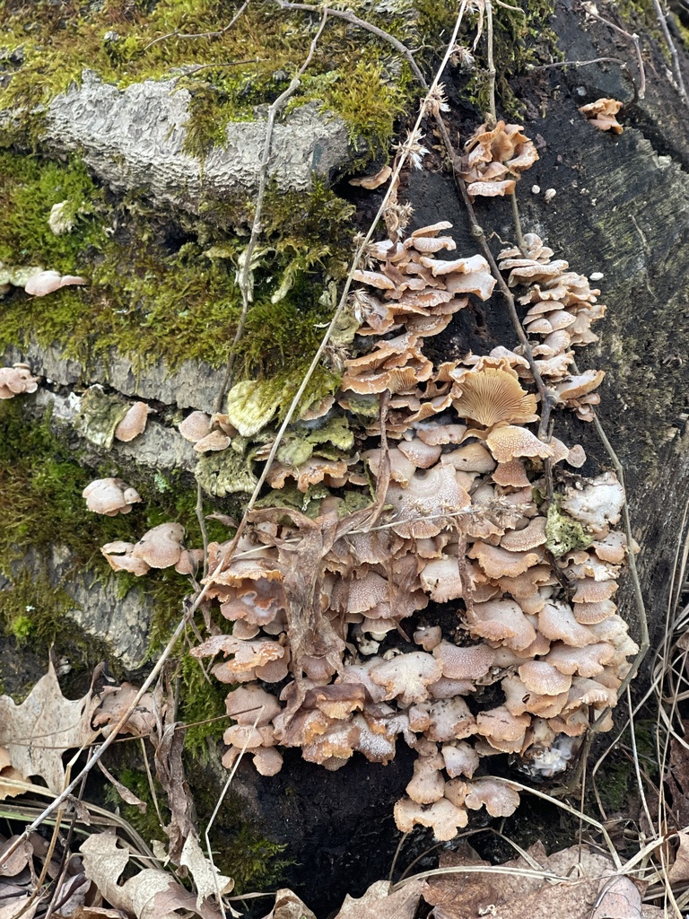 Panellus stipticus · February 2026 · photo: © peterboyer (iNaturalist, cc-by)