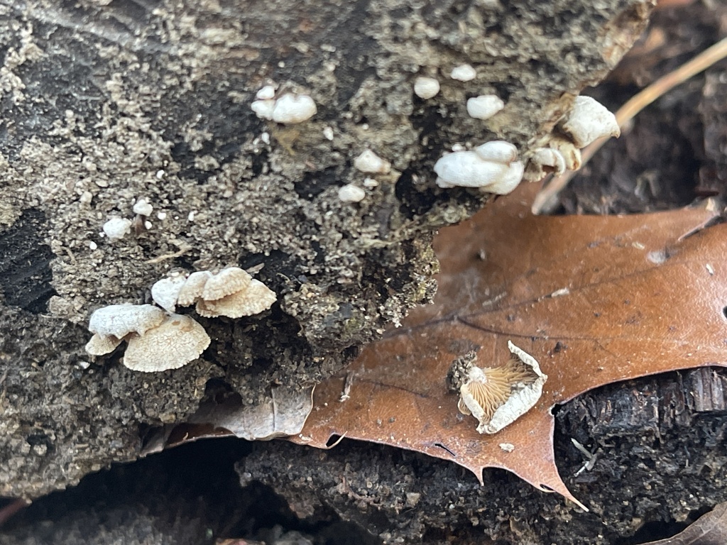 Panellus stipticus · February 2026 · photo: © peterboyer (iNaturalist, cc-by)