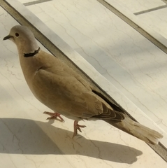 Streptopelia decaocto