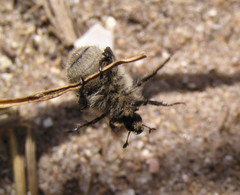 Chaetopteroplia segetum