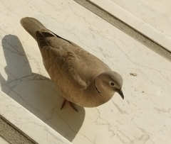 Streptopelia decaocto