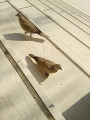 Streptopelia decaocto