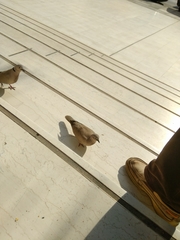 Streptopelia decaocto