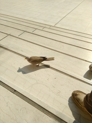 Streptopelia decaocto