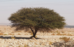 Vachellia tortilis raddiana