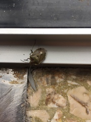 Chlorochroa pinicola